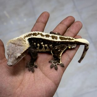 아잔틱 (부)