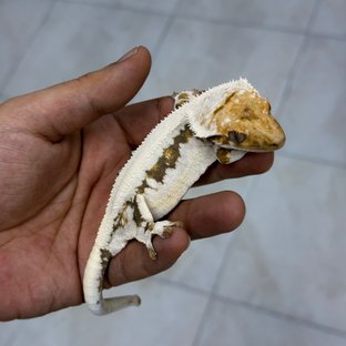 릴리100%헷아잔틱 (모)