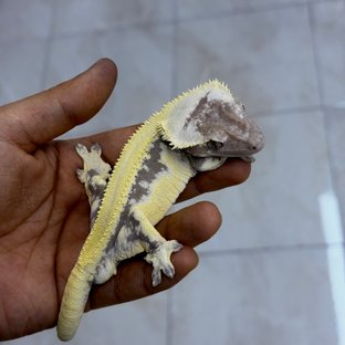릴잔틱 (부)