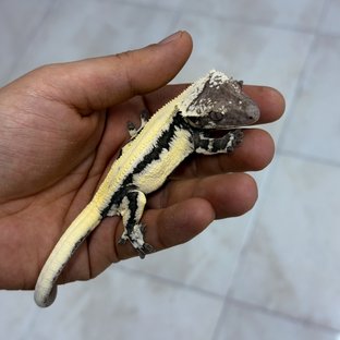 릴리 세이블 아잔틱 (부)