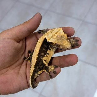 노멀 100%헷아잔틱 (모)