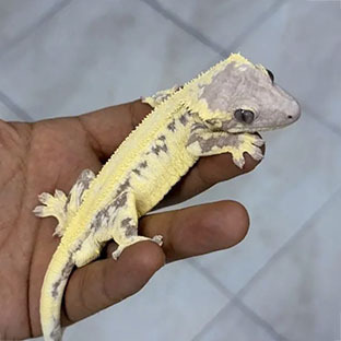 릴리 세이블 100%헷아잔틱 (부)