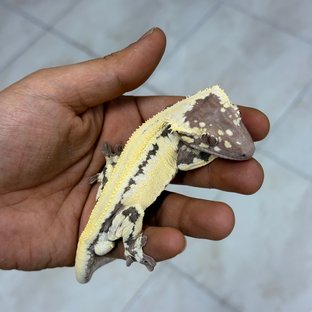 릴리 세이블 100%헷아잔틱 (부)
