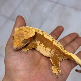 노멀 100%헷아잔틱 (모)