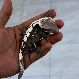 세이블 아잔틱 (부)