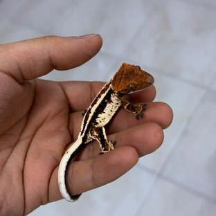 연유래빗