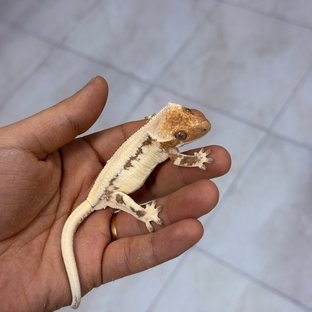 LW Sable 100% Het Axanthic