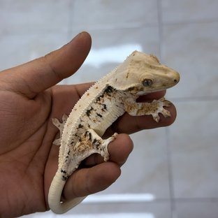 아루콜럼5