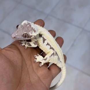 LW Sable