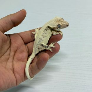 헤라콜럼1