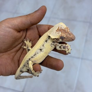 헤탱(헤라탱구)