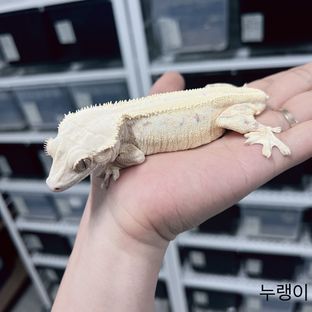 누랭이