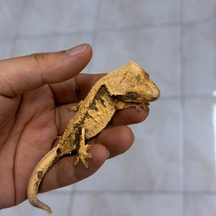 Normal 100% Het Axanthic
