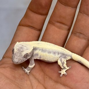 LW Sable Axanthic