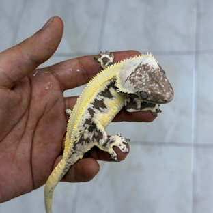 연크리1