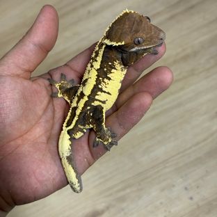 세이블