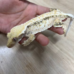 크핀