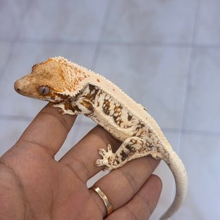 Lilly White