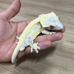 헤라