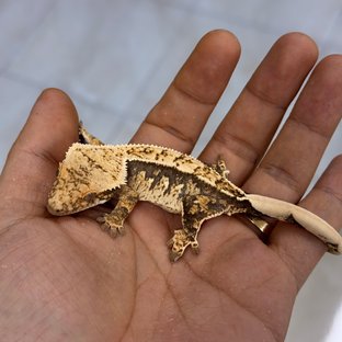 100% Het Axanthic Normal