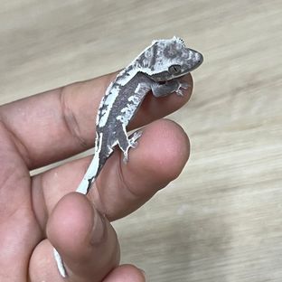 은우메리