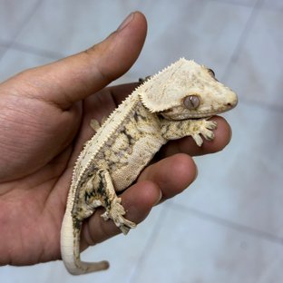이브효리