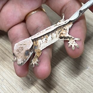 헤논릴2