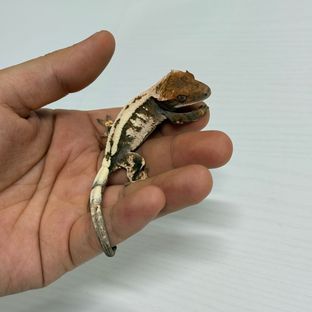 세이블
