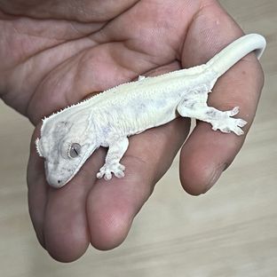 릴리 세이블