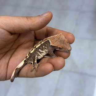 몽환오벌