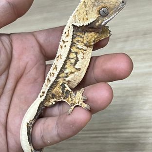 윈터콜럼6