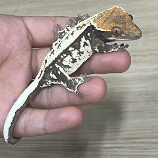 카푸치노