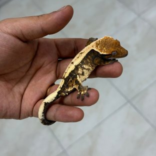 세이블