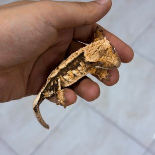 Normal 100% Het Axanthic