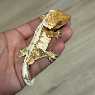 세이블