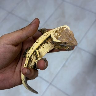 헤키