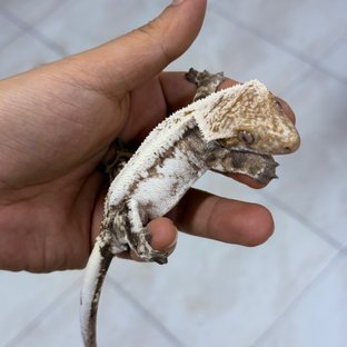 벨리갈대