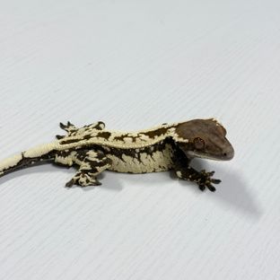 연유