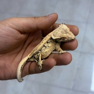 이브콜럼5