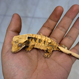 Normal 100% Het Axanthic