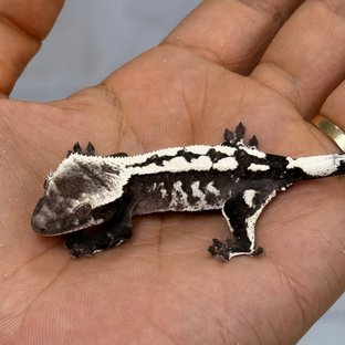 Sable Axanthic