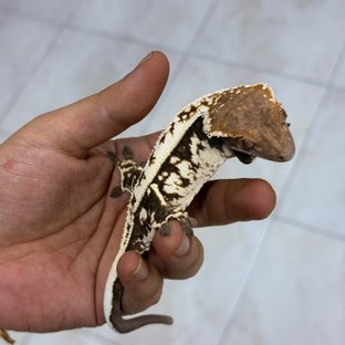 윈터황순