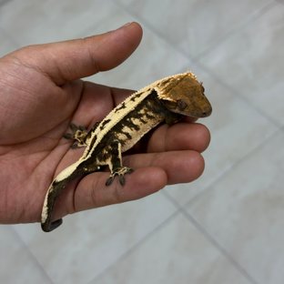 세이블