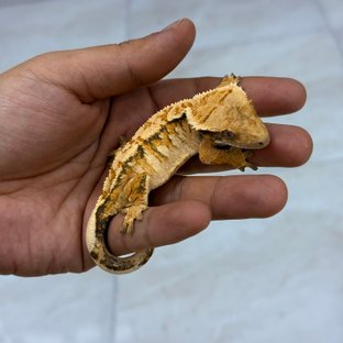 태양팅커벨