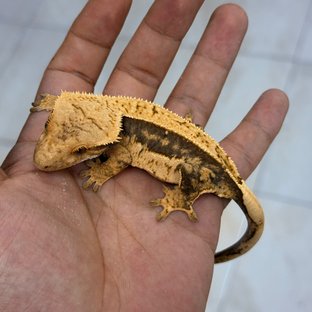 은총허위