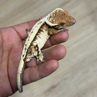 세이블
