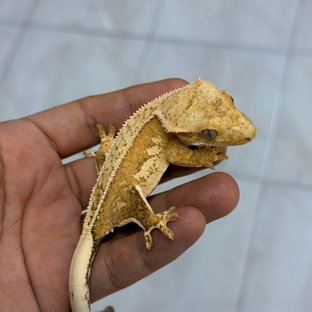 Normal 100% Het Axanthic