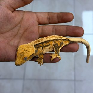 Normal 100% Het Axanthic