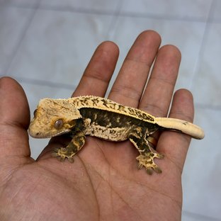 100% Het Axanthic Normal