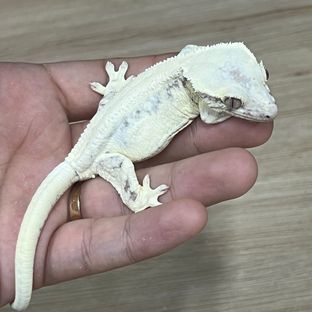 릴리 세이블